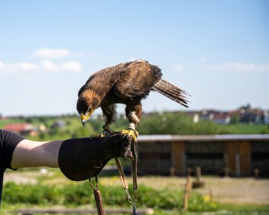 Görkemli bir kartalın, parlak mavi gökyüzünün altında bir şahinin eldivenli eline ustalıkla tünemiş hâkimiyetini yakalayın. Bu kaliteli fotoğraf yırtıcı kuşun altın rengi tüylerini, keskin sarı gagasını vurguluyor..