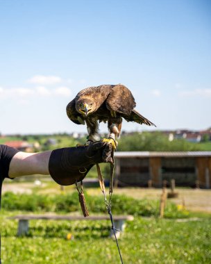 Görkemli bir kartalın, parlak mavi gökyüzünün altında bir şahinin eldivenli eline ustalıkla tünemiş hâkimiyetini yakalayın. Bu kaliteli fotoğraf yırtıcı kuşun altın rengi tüylerini, keskin sarı gagasını vurguluyor..