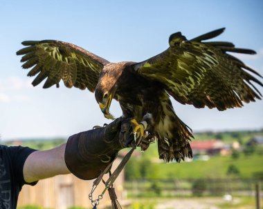 Bu çarpıcı yüksek çözünürlüklü fotoğraf ile bir şahinin eldivenli koluna konan ya da yere inen muhteşem bir kartalın etkileyici gücüne ve zarafetine tanık olun. Raptorun kanatları kısmen genişlemiş..