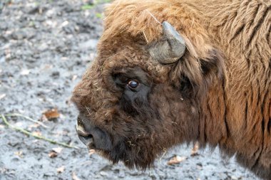 Görkemli profilini sergileyen Avrupalı bir Bizonun güçlü yakın plan portresi. Görüntü belirgin kalın, tüylü kürkü, boynuzunun dokusunu ve koyu gözünün derinliğini vurgular..