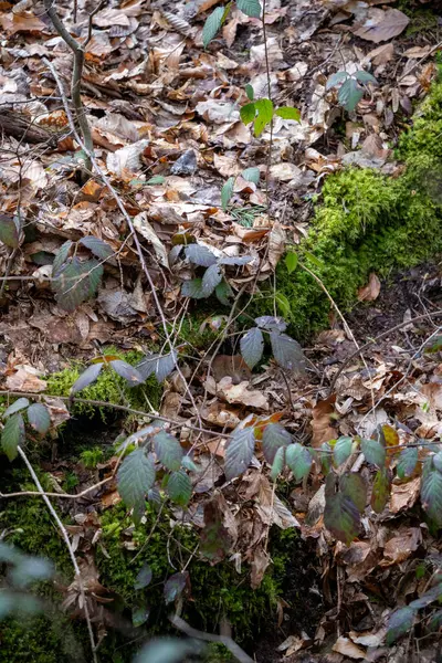Ormanın zeminindeki zengin duvar halısını bu detaylı görüntüyle keşfedin, doğal elementlerin etkileşimini gösterin. Kuru, düşmüş kahverengi yapraklardan oluşan bir halı tabanı oluşturur, yükseltilmiş bir yüzeye yapışmış canlı yeşil yosunlarla karışır..