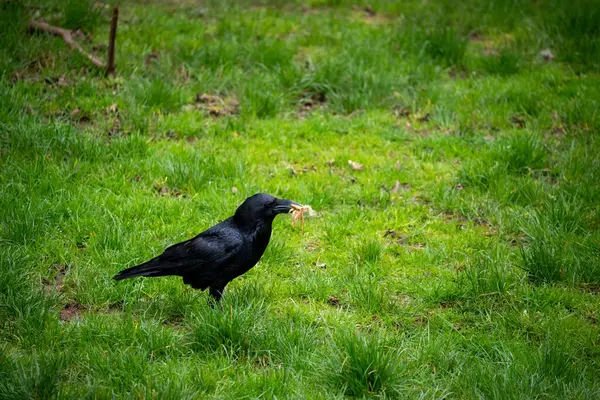 Gagasında sıkıca bir keşif tutan, gür yeşil çimenlik bir alanda zarif bir şekilde duran parlak siyah bir karganın ilgi çekici bir görüntüsü. Bu görüntü kuşun akıllı doğasını ve doğal beslenme alışkanlıklarını güzel bir şekilde gözler önüne seriyor..