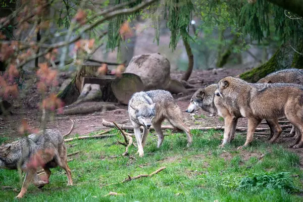 Gri bir kurt sürüsünün karmaşık sosyal dinamiklerinin geniş, doğal çevrelerinde güçlü bir tasviri. Çoklu kurtlar, karmaşık iletişim ve hiyerarşik davranışlarını sergiledikleri bir etkileşim anında yakalanırlar..