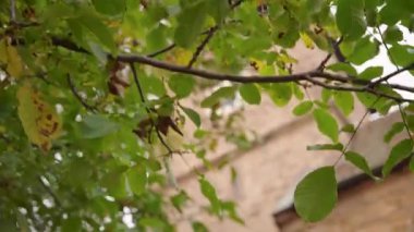 Güz Ağacının Sıcak Yakın Çekimi Huzurlu Avrupa Kırsal Alanı 'nda Saat Kulesi olan Eski Taş Kiliseyi Çerçeveledi