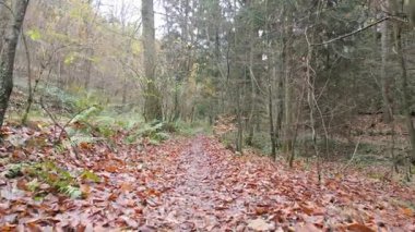 Altın ve kahverengi yapraklarla kaplı, kozalaklı ve yaprak döken ağaçlarla çevrili bir orman yolunda huzurlu bir yürüyüş.