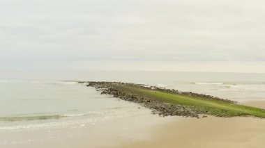 Bulutlu bir günde sakin kumlu bir sahilde yosun kaplı bir dalgakırandan uçan bir martı sürüsünün yakın çekim görüntüleri.