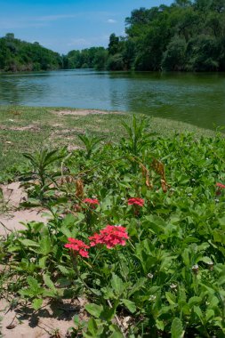 Parktaki gölün güzel manzarası