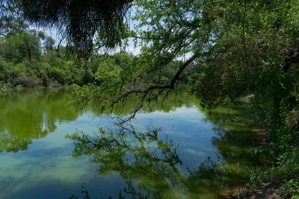Ağaçlar ve bitkilerle çevrili yeşil bir gölün güzel görüntüsü.