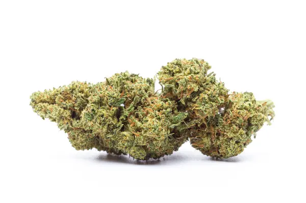 Kenevir çiçeği beyaz arka planda izole edilmiş. Marihuana fabrikası..