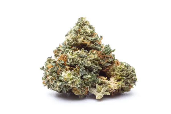 Kenevir çiçeği beyaz arka planda izole edilmiş. Marihuana fabrikası..