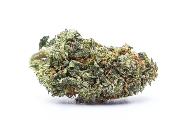 Kenevir çiçeği beyaz arka planda izole edilmiş. Marihuana fabrikası..