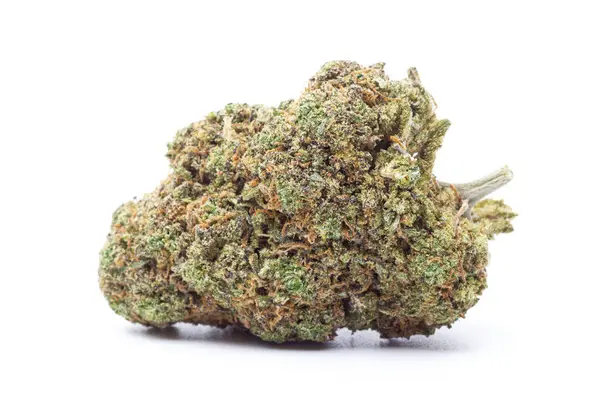 Kenevir çiçeği beyaz arka planda izole edilmiş. Marihuana fabrikası..