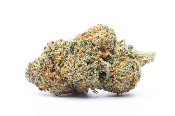 Kenevir çiçeği beyaz arka planda izole edilmiş. Marihuana fabrikası..