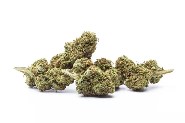 Beyaz arka planda izole edilmiş marihuana çiçekleri. Esrar fabrikaları kapanır..