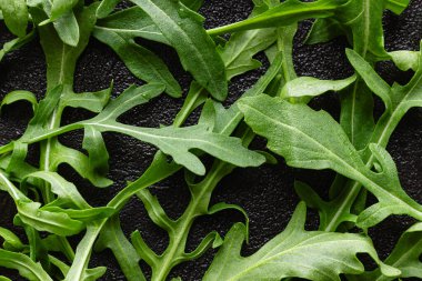 Taze yeşil roka yaprakları ve bir damla su. Üstten yakından bak. Vejetaryen yemeklerin doğal arka planı.