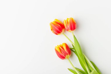 Beyaz zemin üzerinde kırmızı ve sarı laleler ve kopya alanı. Taze çiçekler..