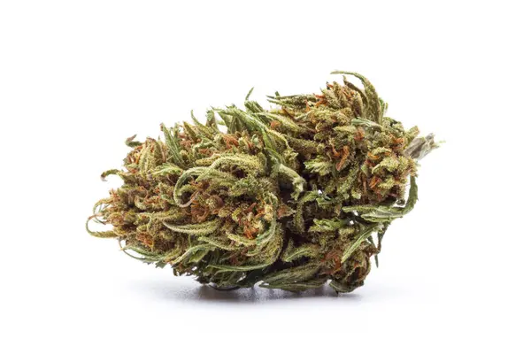 Kenevir çiçeği beyaz arka planda izole edilmiş. Marihuana fabrikası..