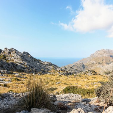 Ağaçlarla ve bitkilerle dolu dağ manzarası güneşli bir yaz gününde mavi gökyüzüyle.