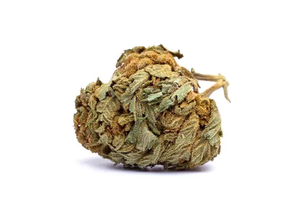 Beyaz arka planda izole edilmiş marihuana çiçeği. Kenevir fabrikasını kapatın..