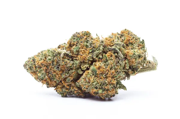 Kenevir çiçeği beyaz arka planda izole edilmiş. Marihuana fabrikası..