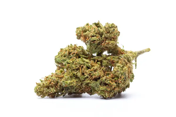 Beyaz arka planda izole edilmiş marihuana çiçeği. Kenevir fabrikasını kapatın..