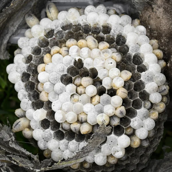 ハチミツの巣のハチミツバチは 孵化する直前に赤ちゃんのウジの幼虫で満たされた多くの部屋で ストックフォト