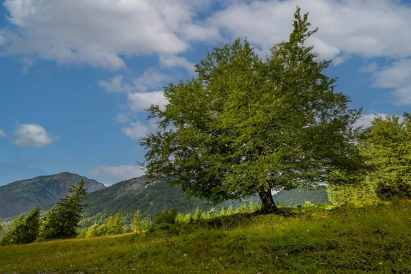Merveilleusement Beau Hêtre Vert Juteux Pied Des Montagnes Thaneller Avec Images De Stock Libres De Droits