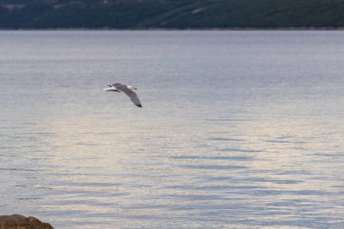 Bir martı sakin bir denizin üzerinde uçar.