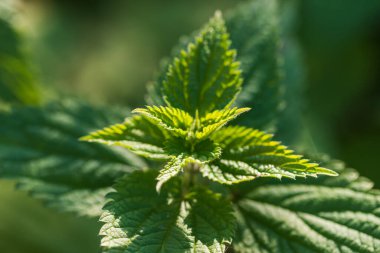 Ormanda yeşil yabani ısırgan otları