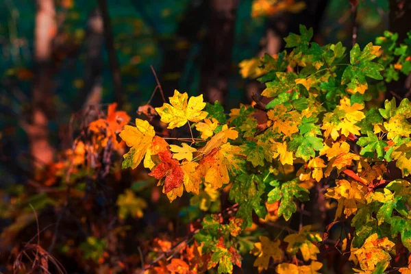 Beautiful Colorful Autumn Tree Leaves Forest — Stock Photo, Image