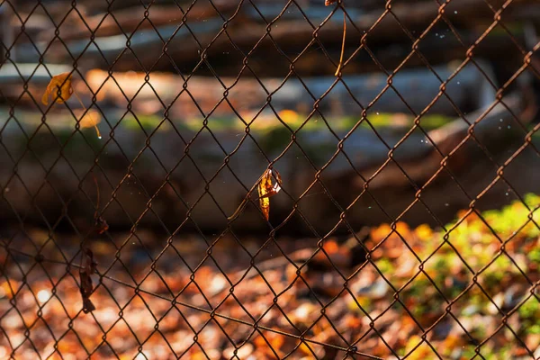 Régi Lyukas Fém Kerítés Erdőben Van Egy Színes Levél Kerítésben — Stock Fotó