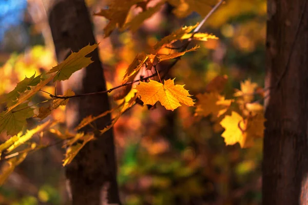 Schöne Bunte Herbstbaumblätter Wald — Stockfoto