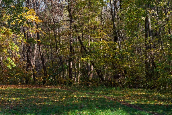 Осінній Барвистий Пейзаж Дерева Барвисті Листя — стокове фото