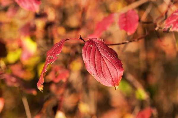 stock image Beautiful colorful autumn tree leaves in the forest.