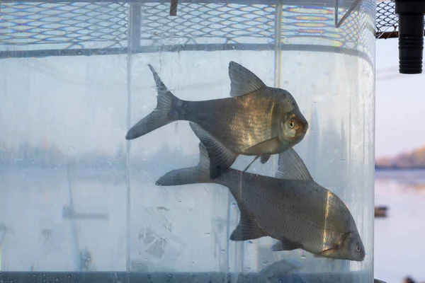 Siervissen Het Aquarium Zijn Bestemd Voor Verkoop Tuinvijvers — Stockfoto