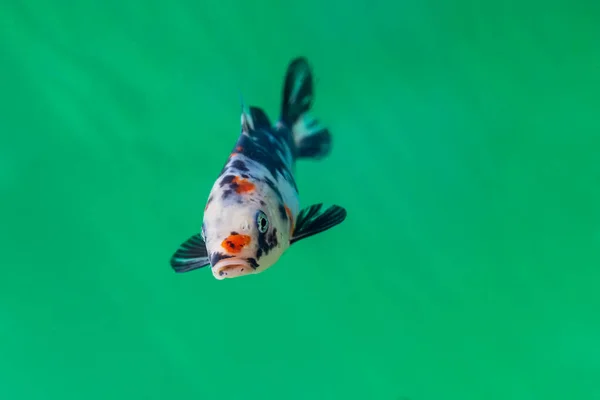 Декоративна Риба Акваріумі Призначена Продажу Садових Ставках — стокове фото