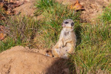 Meerkat - Suricata suricatta güneşli havada çevreyi koruyan bir taşın üzerinde duruyor. Fotoğrafta güzel bokeh var..