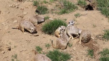 Meerkat Group - Suricata suricatta bir kum tepesinde oynar.