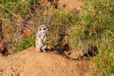 Meerkat - Suricata suricatta yavrusu doğal ortamında.