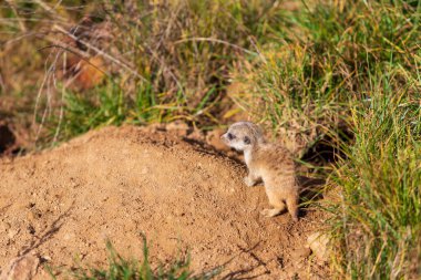 Meerkat - Suricata suricatta yavrusu doğal ortamında.