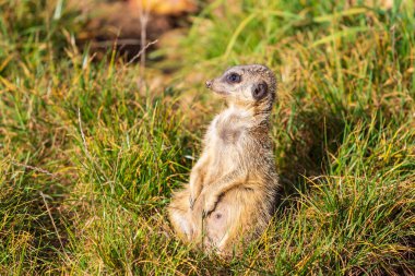 Meerkat - Suricata suricatta güneşli havada çevreyi koruyan bir taşın üzerinde duruyor. Fotoğrafta güzel bokeh var..