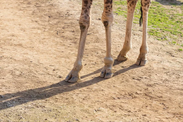 Gros Plan Des Jambes Une Girafe Quatre Pattes Sabots Sont — Photo