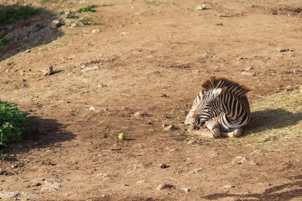 Küçük Bir Bebek Zebra Hippotigris Yerde Yatıyor — Stok fotoğraf