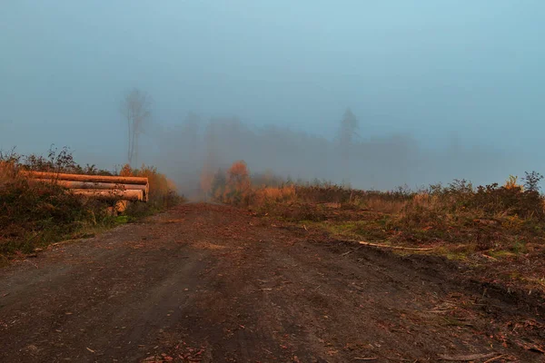 Вырубили Еловые Леса Высоцине Чешской Республике Пейзаж Окутан Туманом Небо — стоковое фото