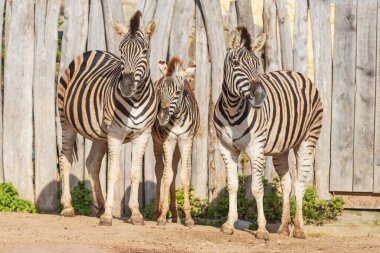 Siyah ve beyaz çizgili hayvan Zebra - Equus.