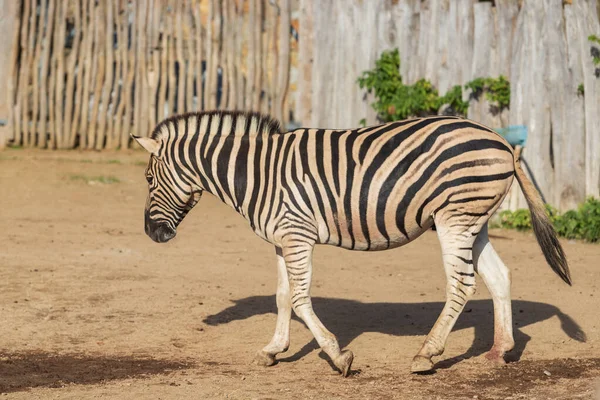 Siyah Beyaz Çizgili Hayvan Zebra Equus — Stok fotoğraf