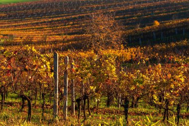 Çek Cumhuriyeti 'nin Güney Moravya bölgesindeki üzüm bağları.