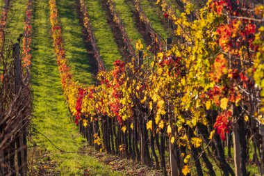 Çek Cumhuriyeti 'nin Güney Moravya bölgesindeki üzüm bağları.