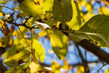 Ceviz ağacının renkli sonbahar yaprakları.