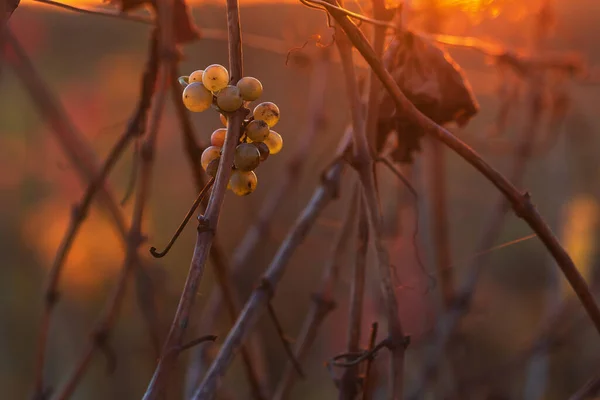 Красочный Осенний Пейзаж Винограднике Закате — стоковое фото